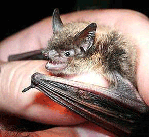 county bat