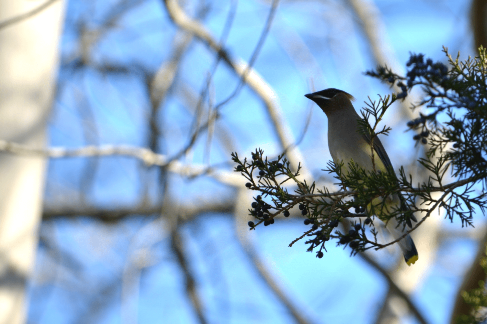 cedar waxwing