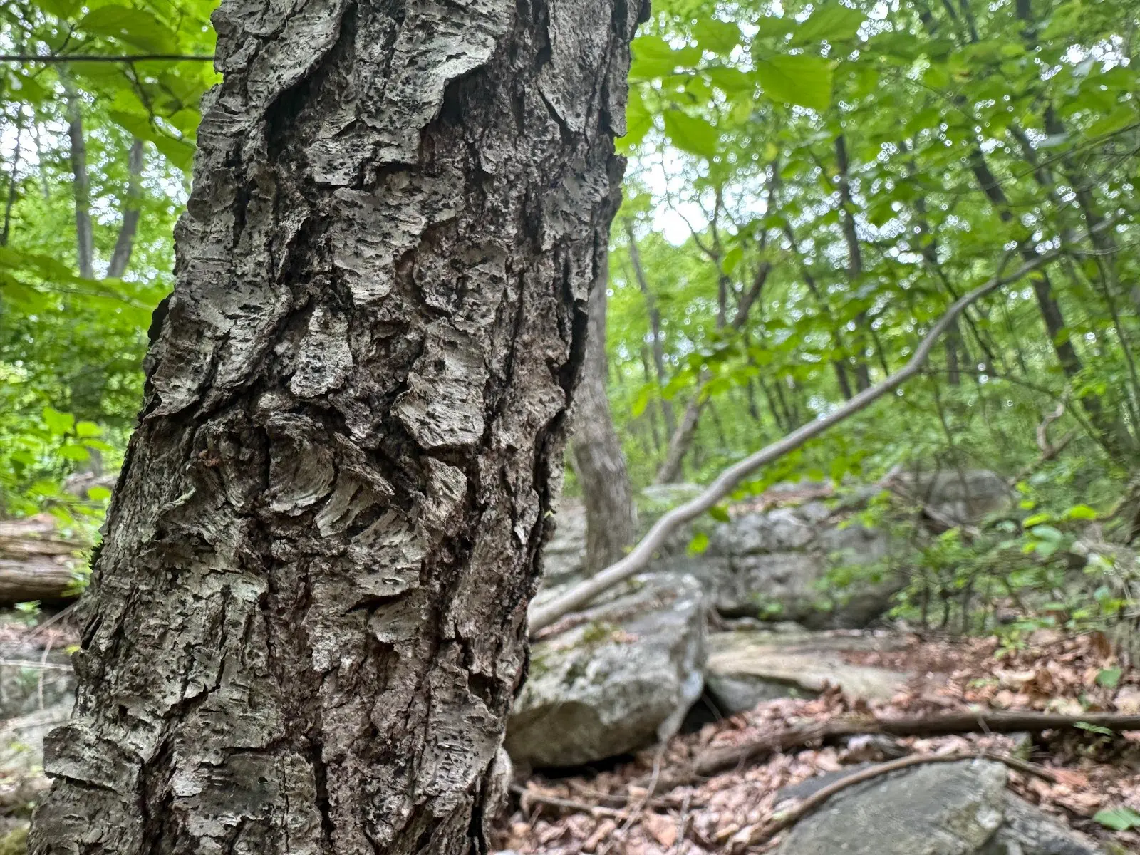 black cherry tree trunk to identify by burnt chips bark alone