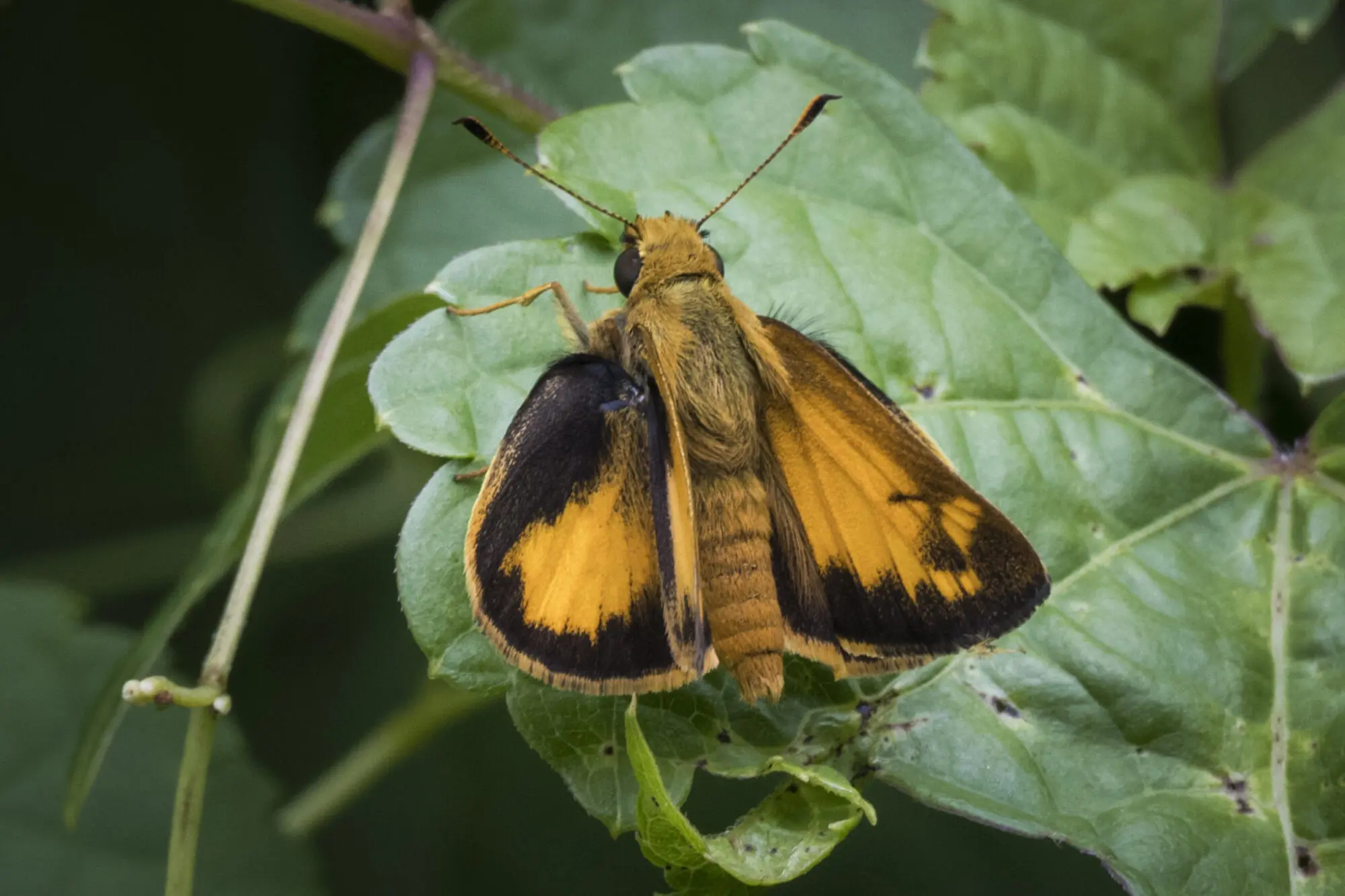 Moth at Bellwood Preserve
