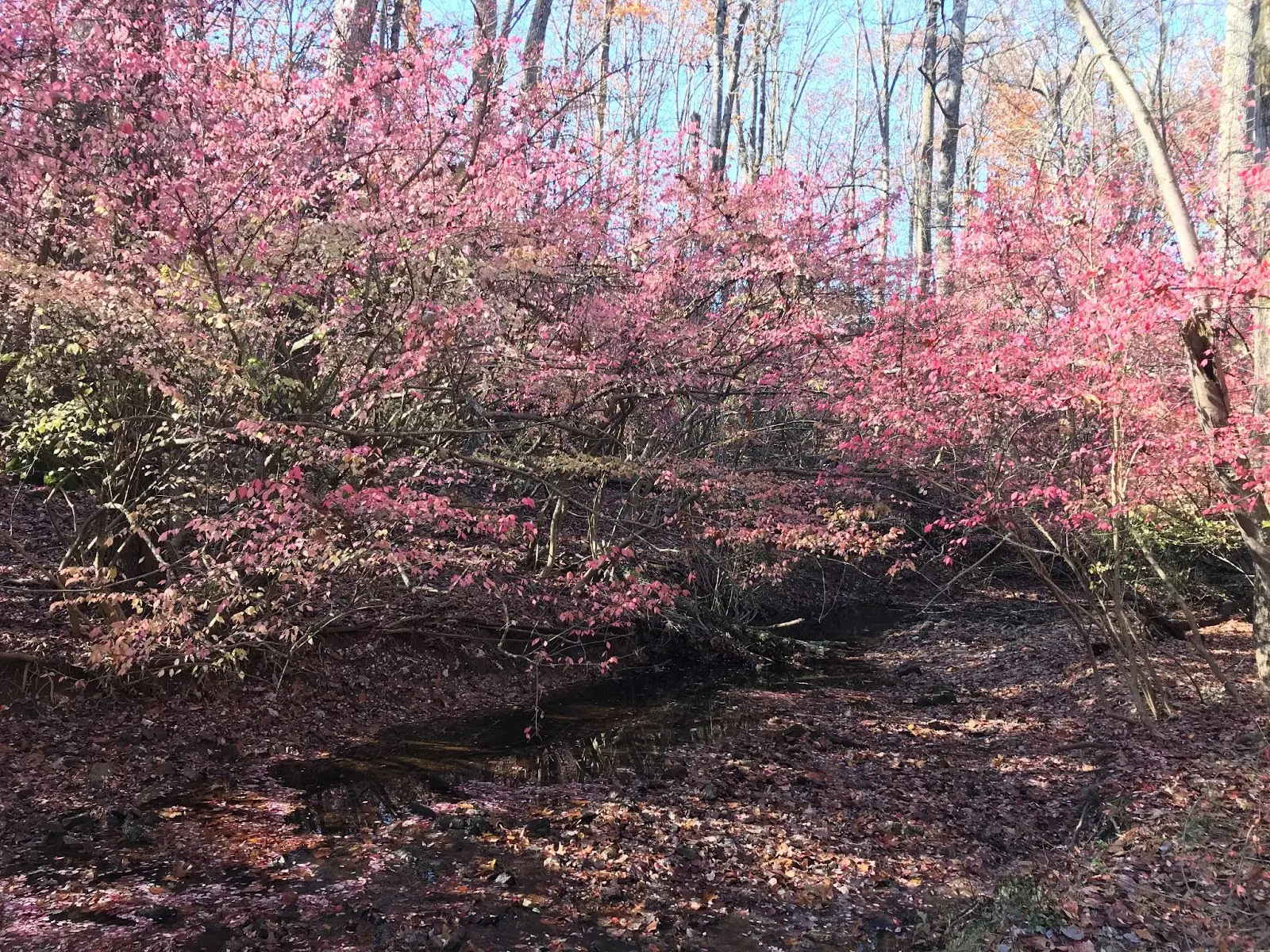 Burning Bush (Euonymus alatus)