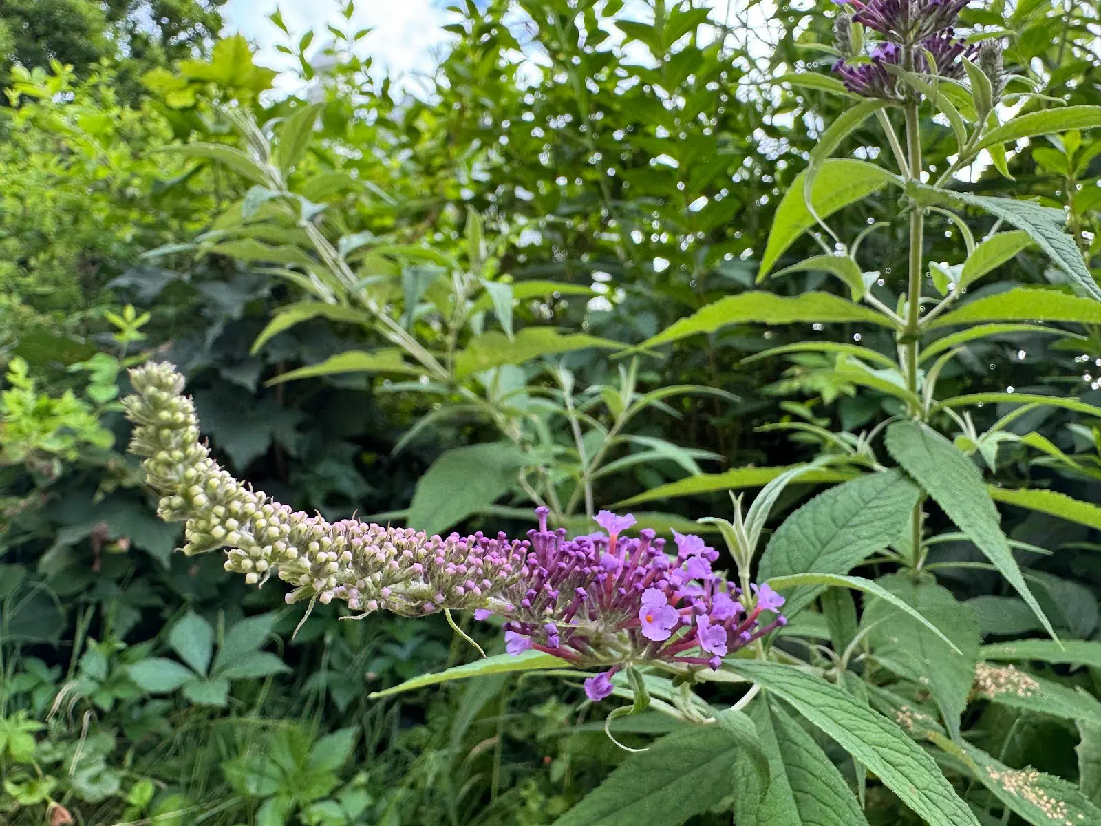 Butterfly Bush (Buddleja davidii)