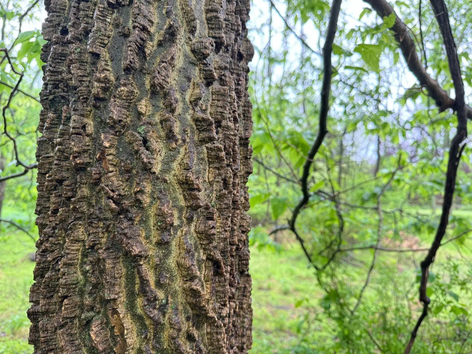 Hackberry tree trunk to identify by ridged bark alone