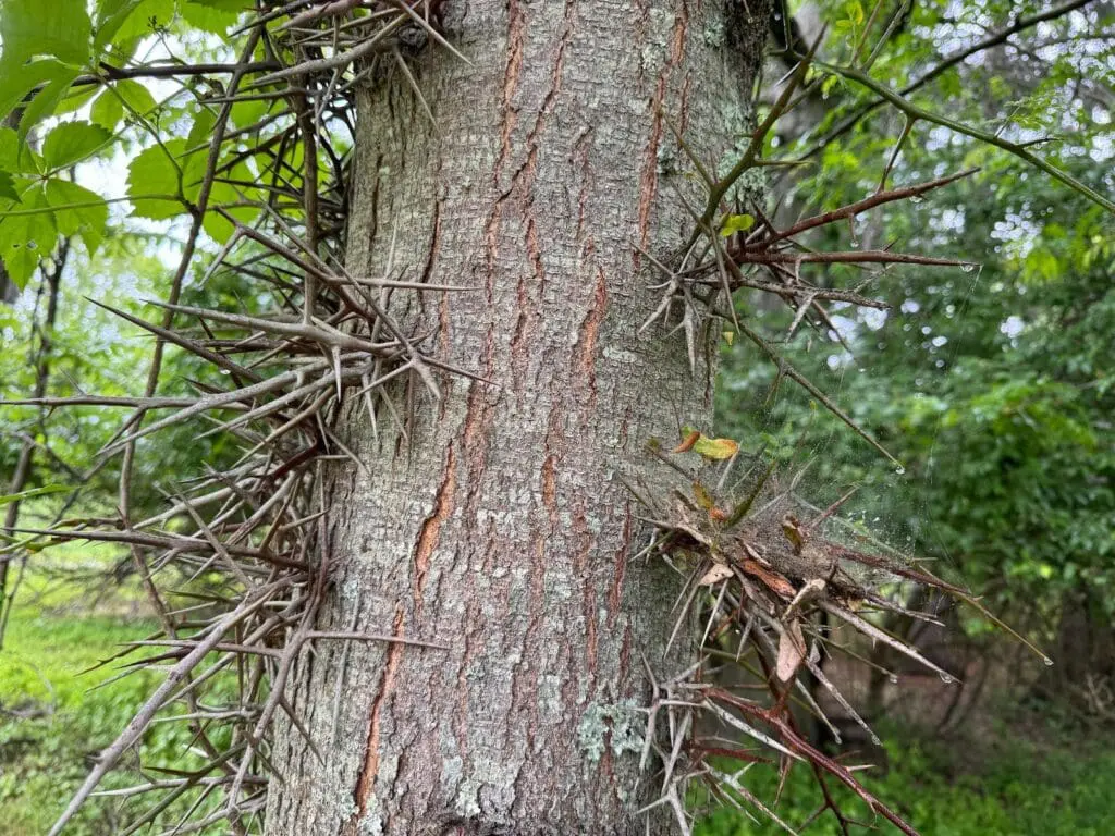 honey locust tree trunk to identify by spiney bark alone