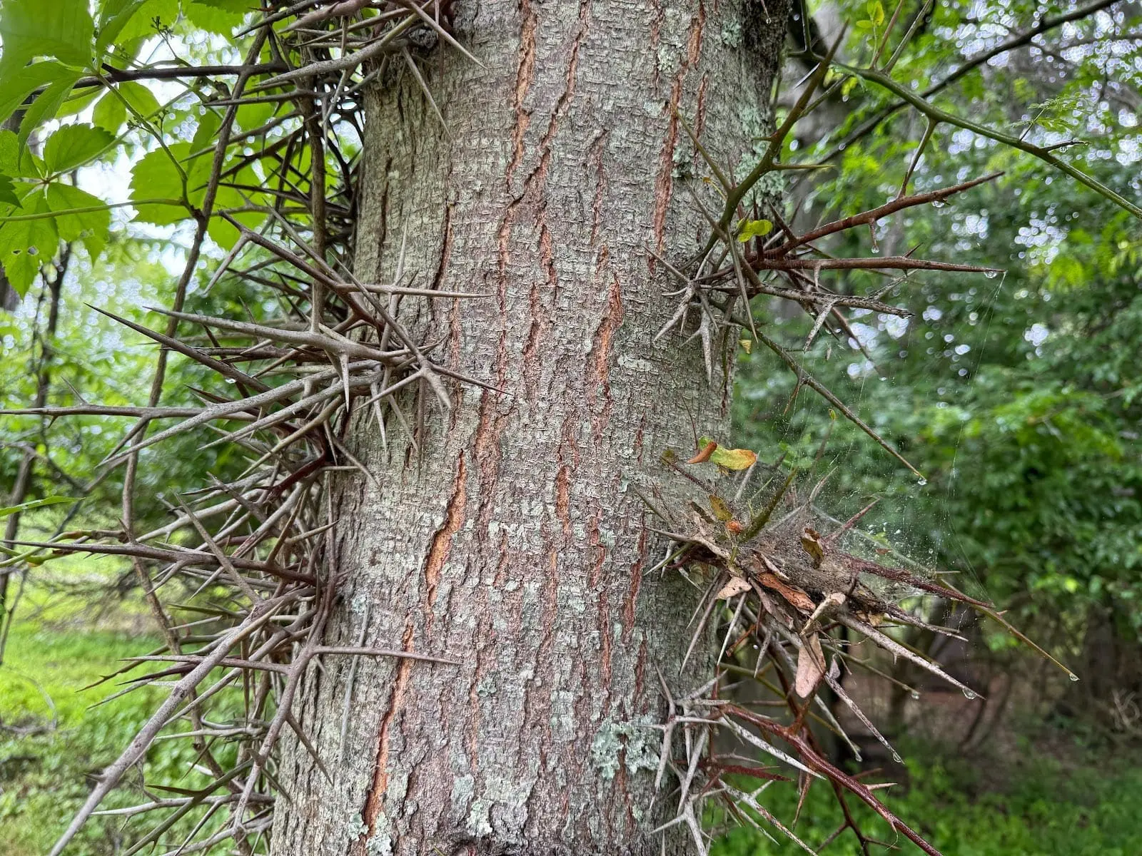 honey locust tree trunk to identify by spiney bark alone