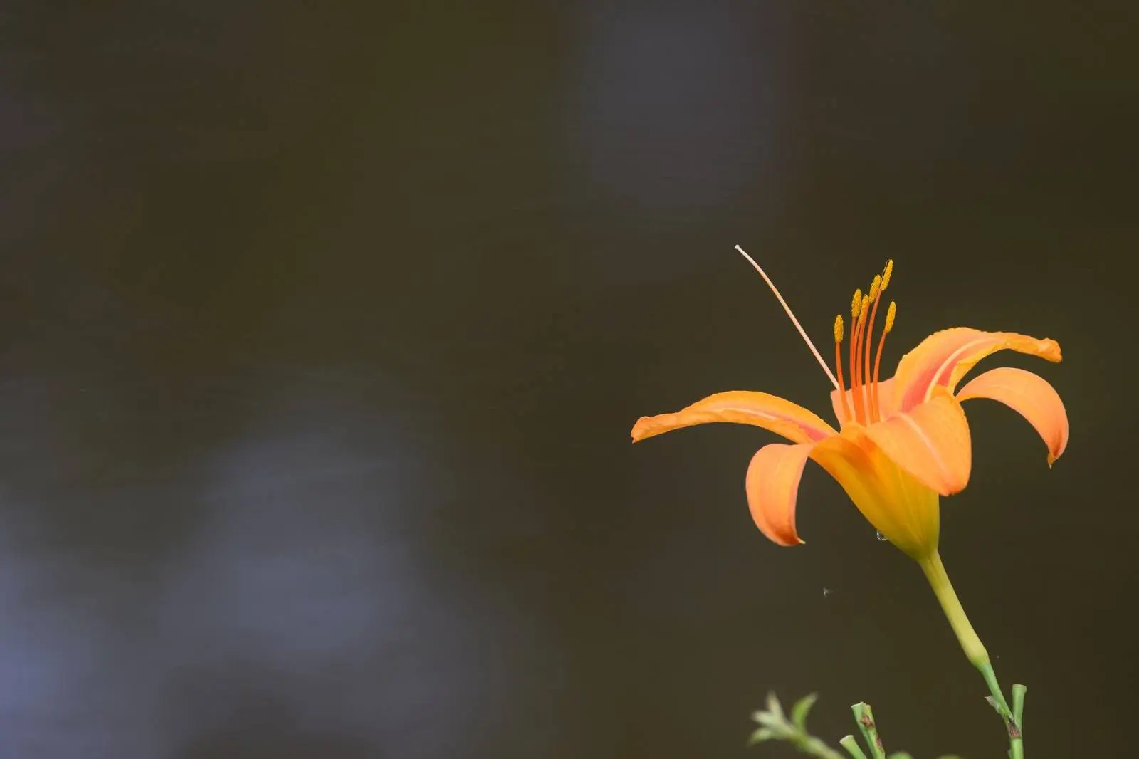 Tiger Lily (Lilium lancifolium)