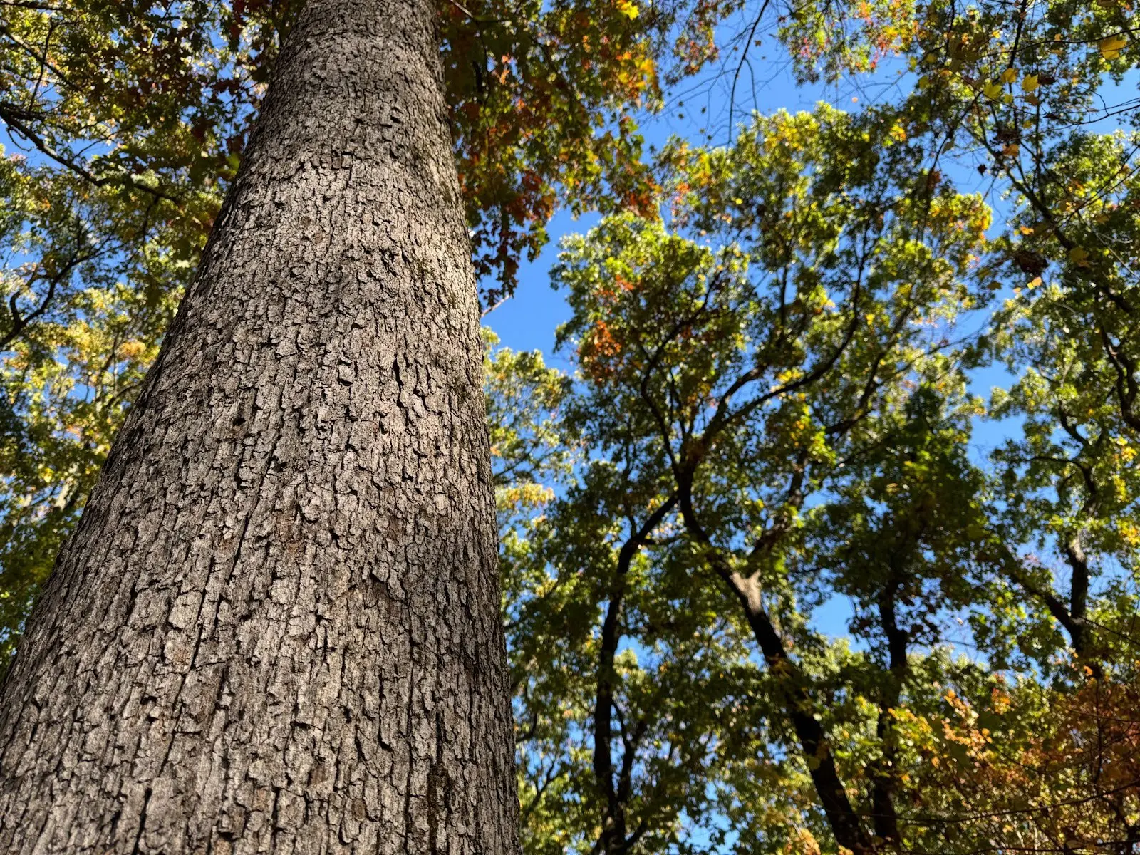 White Oak (Quercus alba)