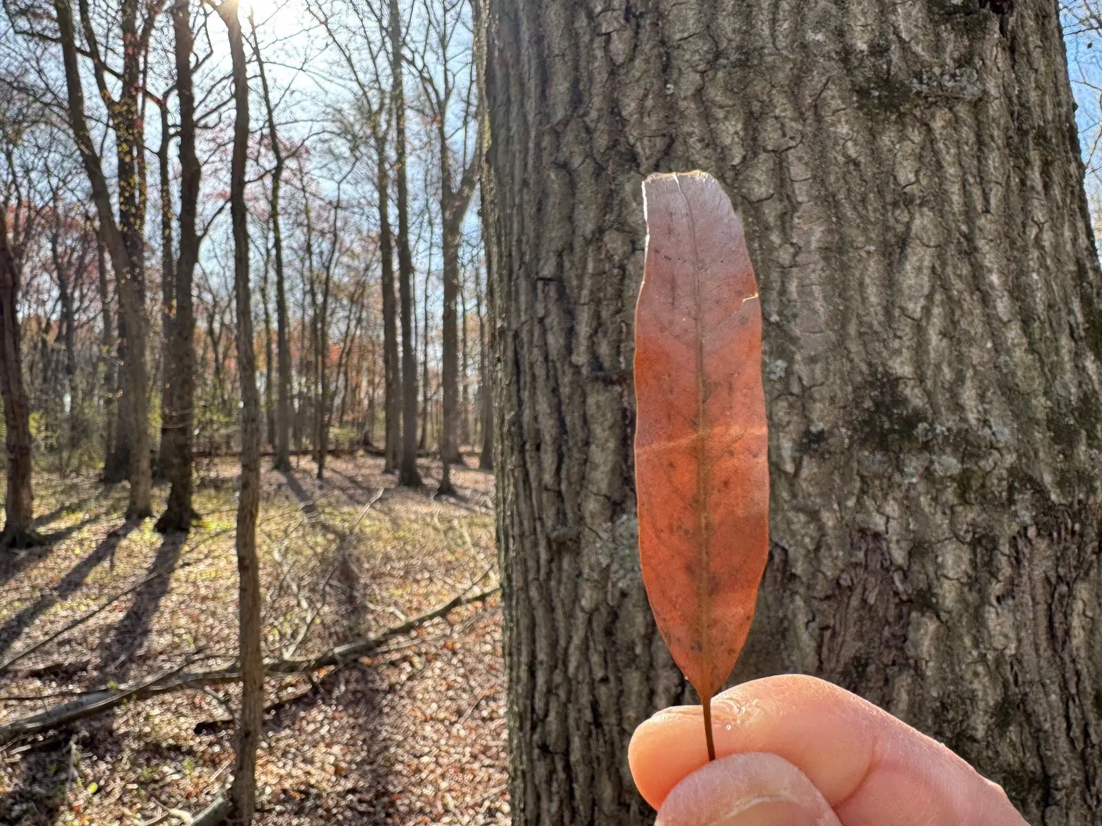 Willow Oak (Quercus phellos)
