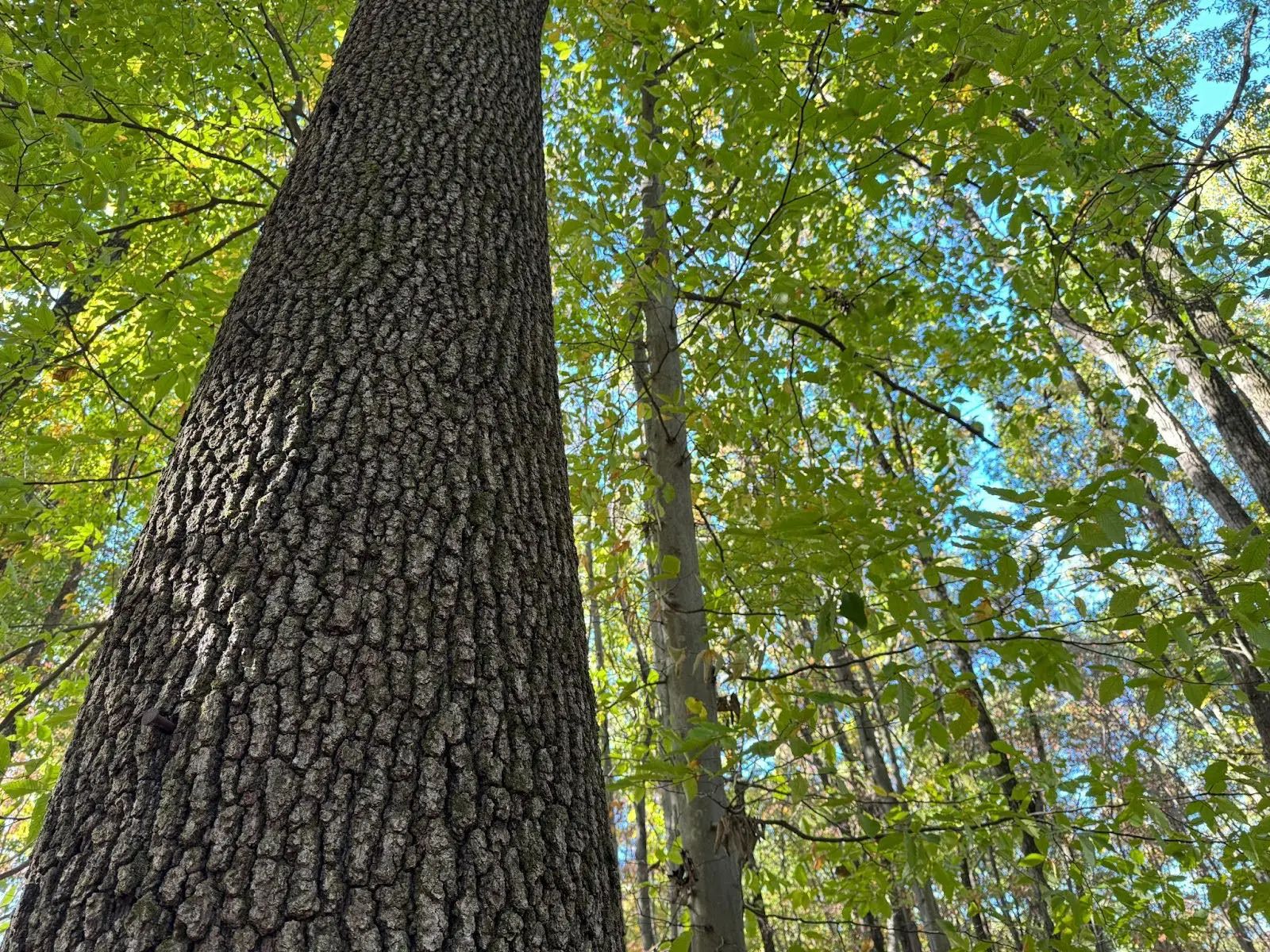 Black Oak (Quercus velutina) 