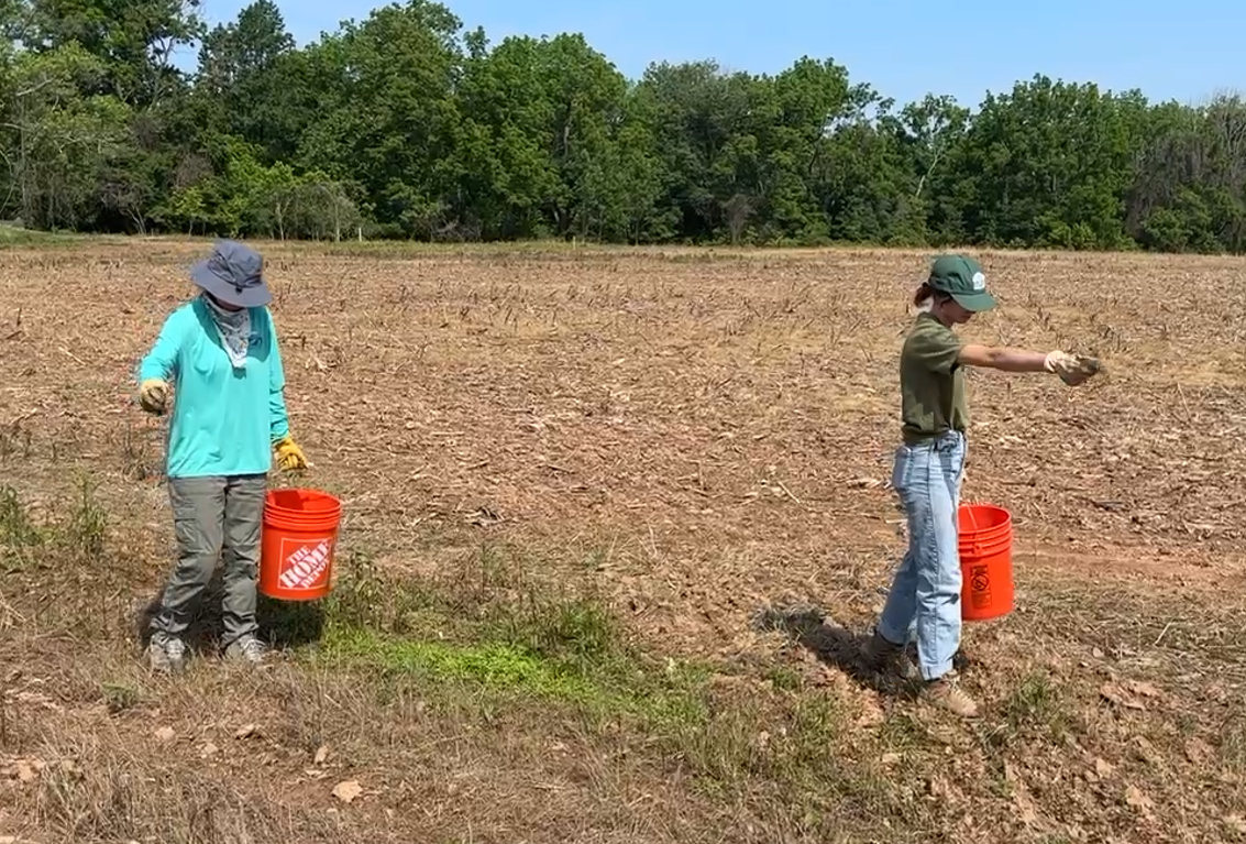 summer conservation interns hand seeding pollinator meadow