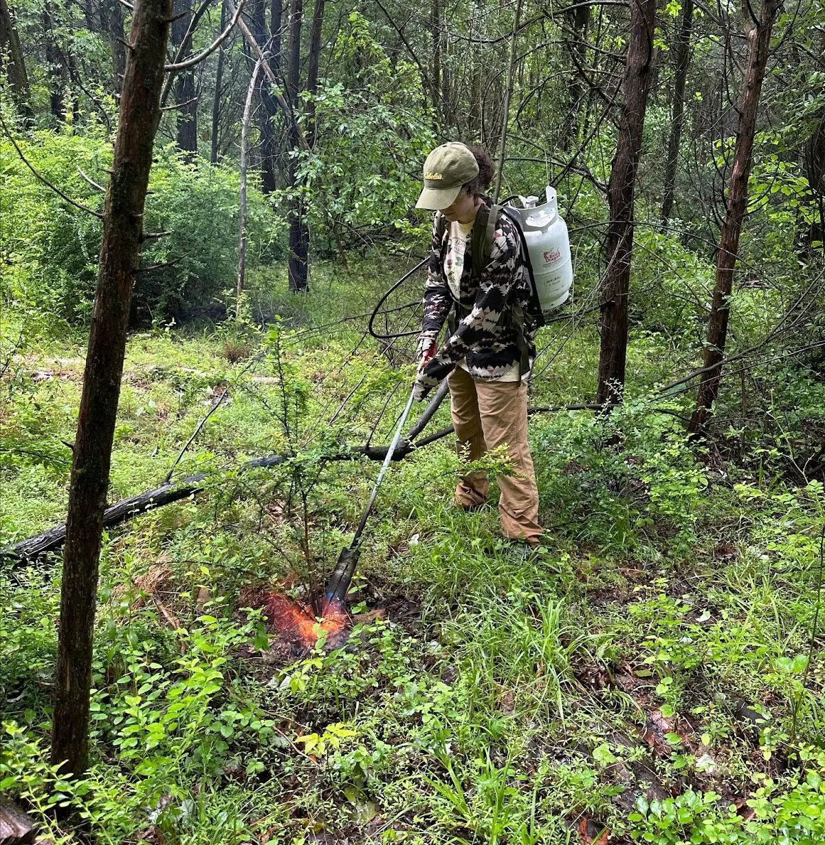 torching invasive barberry shrubs