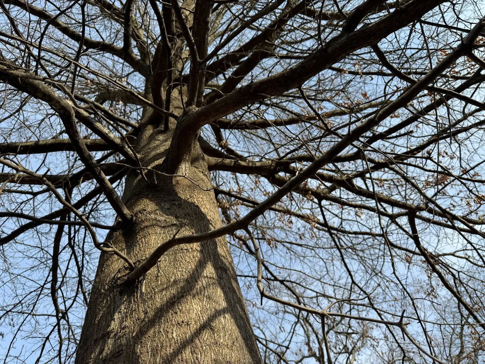 Pin Oak (Quercus palustris)
