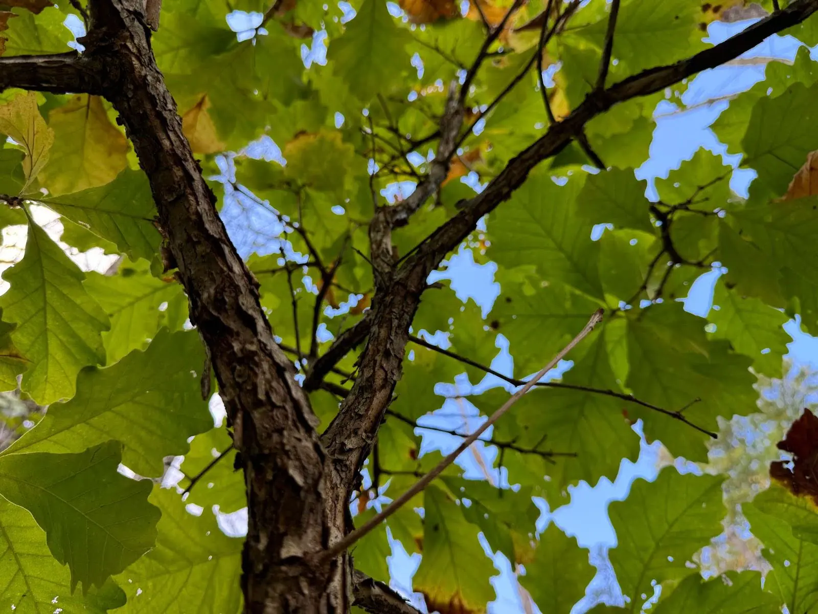 Swamp White Oak (Quercus bicolor) 