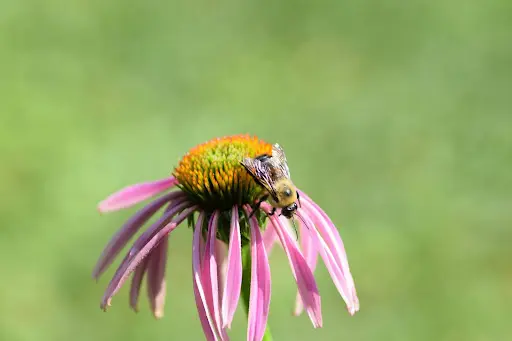 coneflower