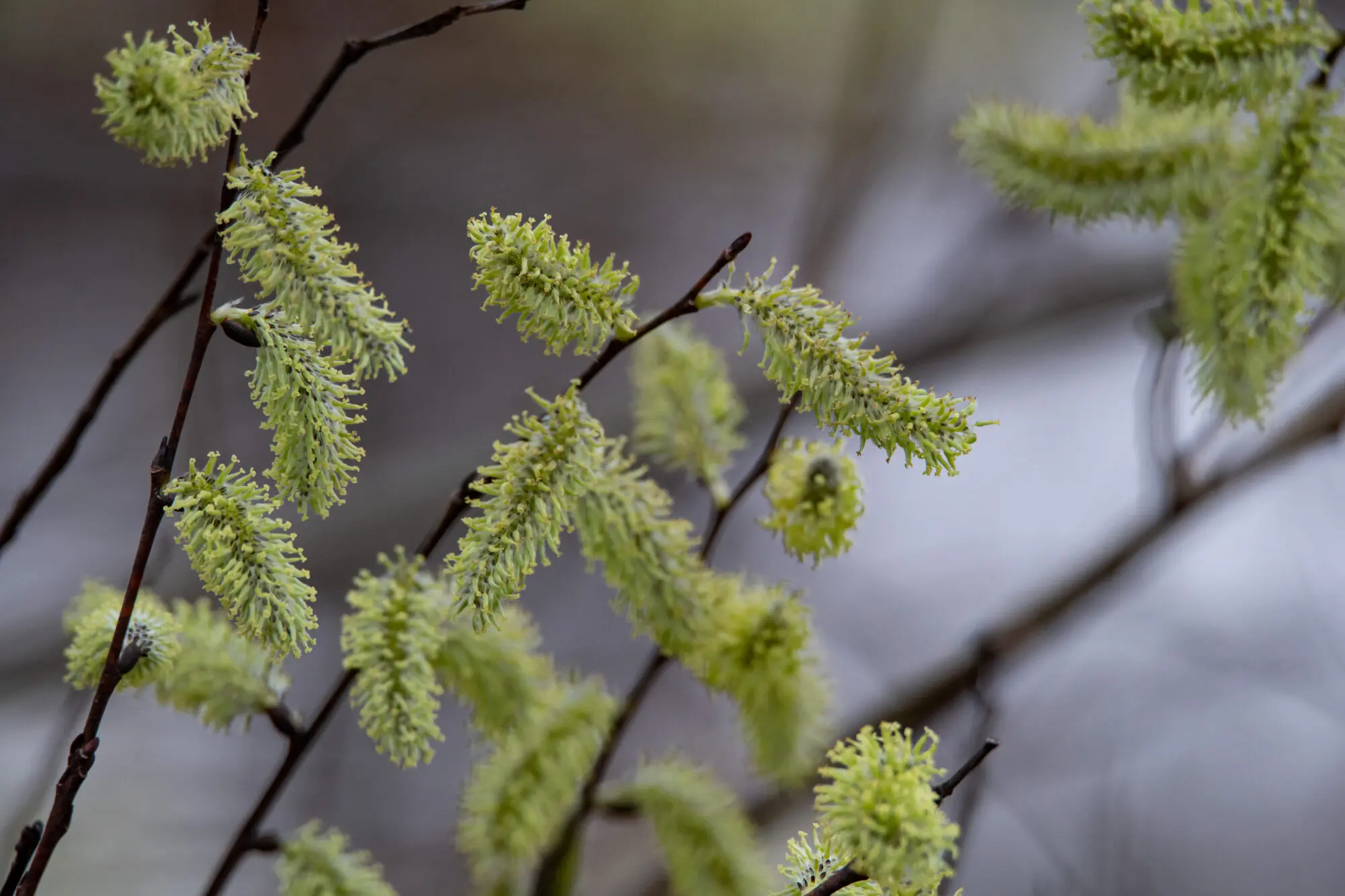 2025Mar29 Jackson Pond-34