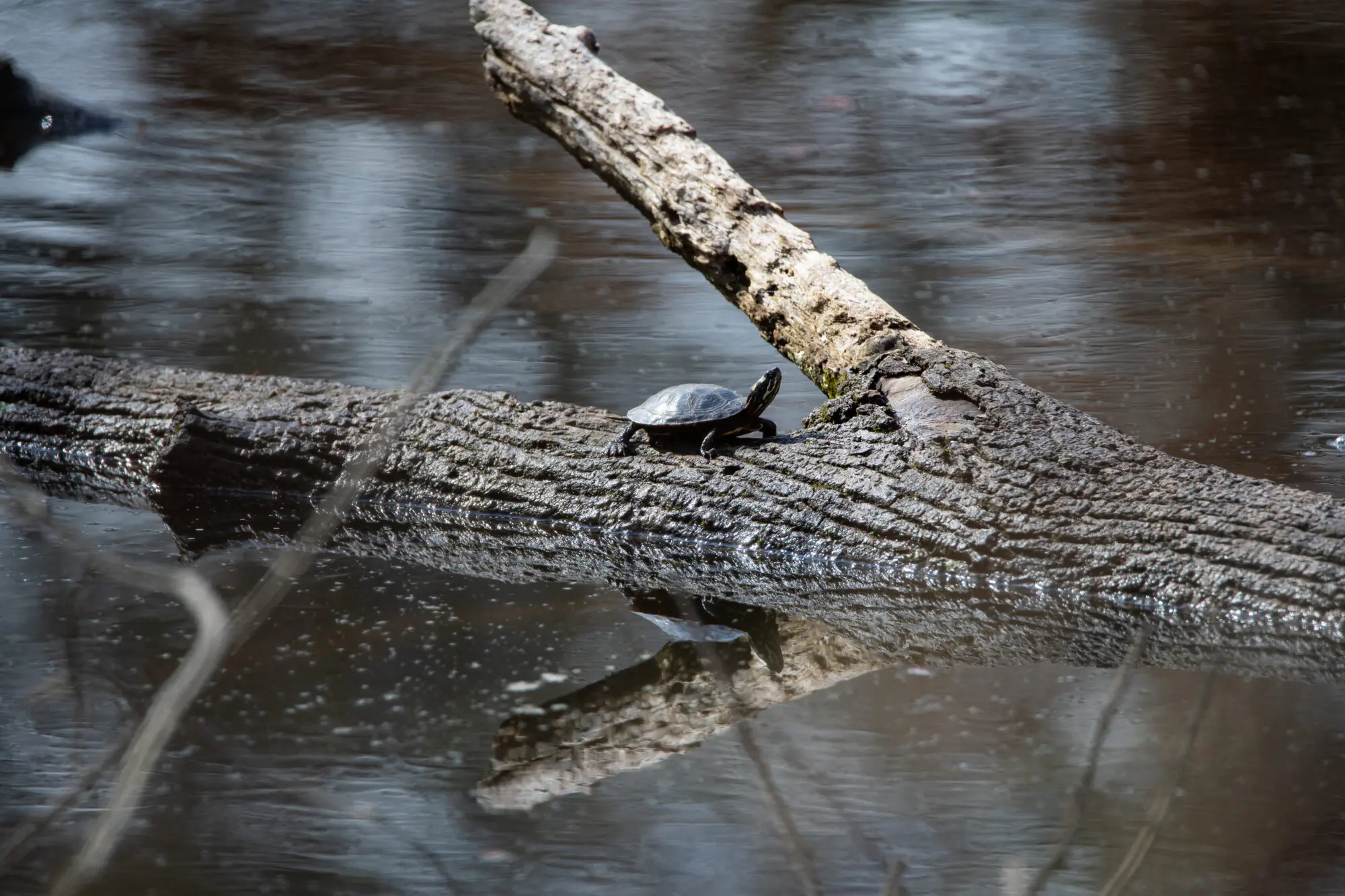 turtles at Jackson Pond