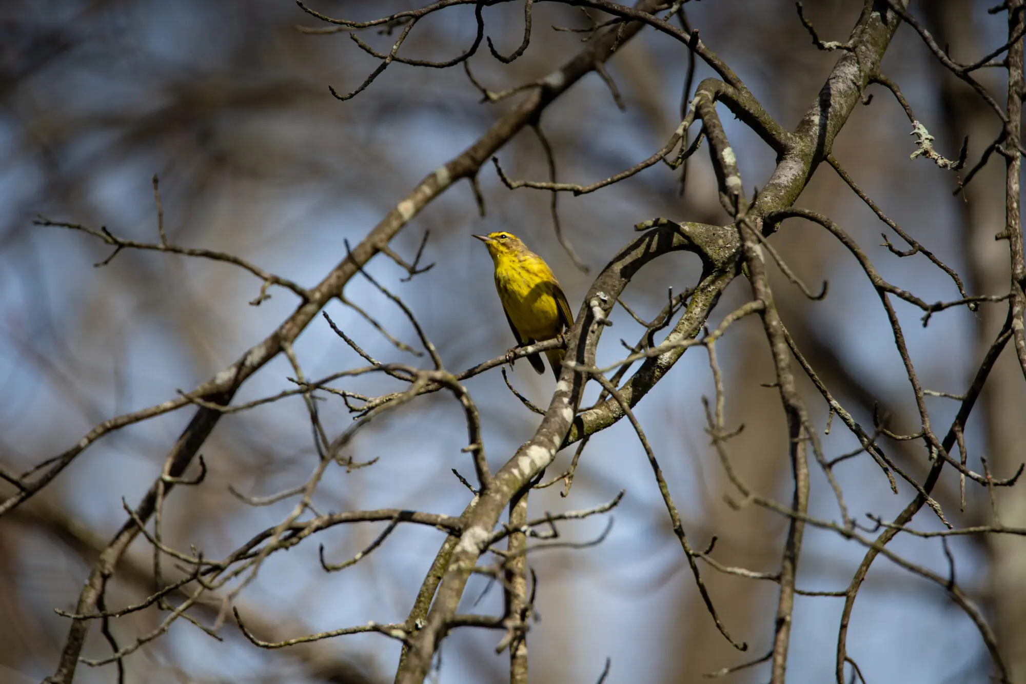 2025Mar29 Jackson Pond-60