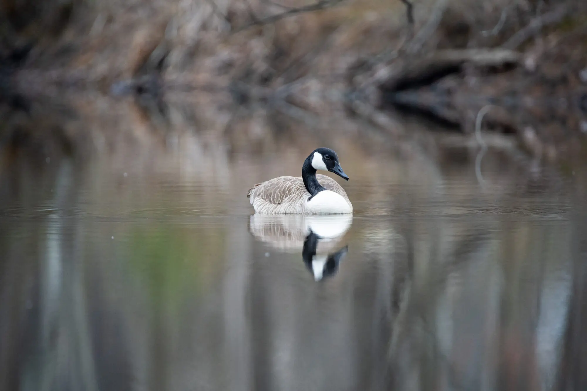 2025Mar29 Jackson Pond-9