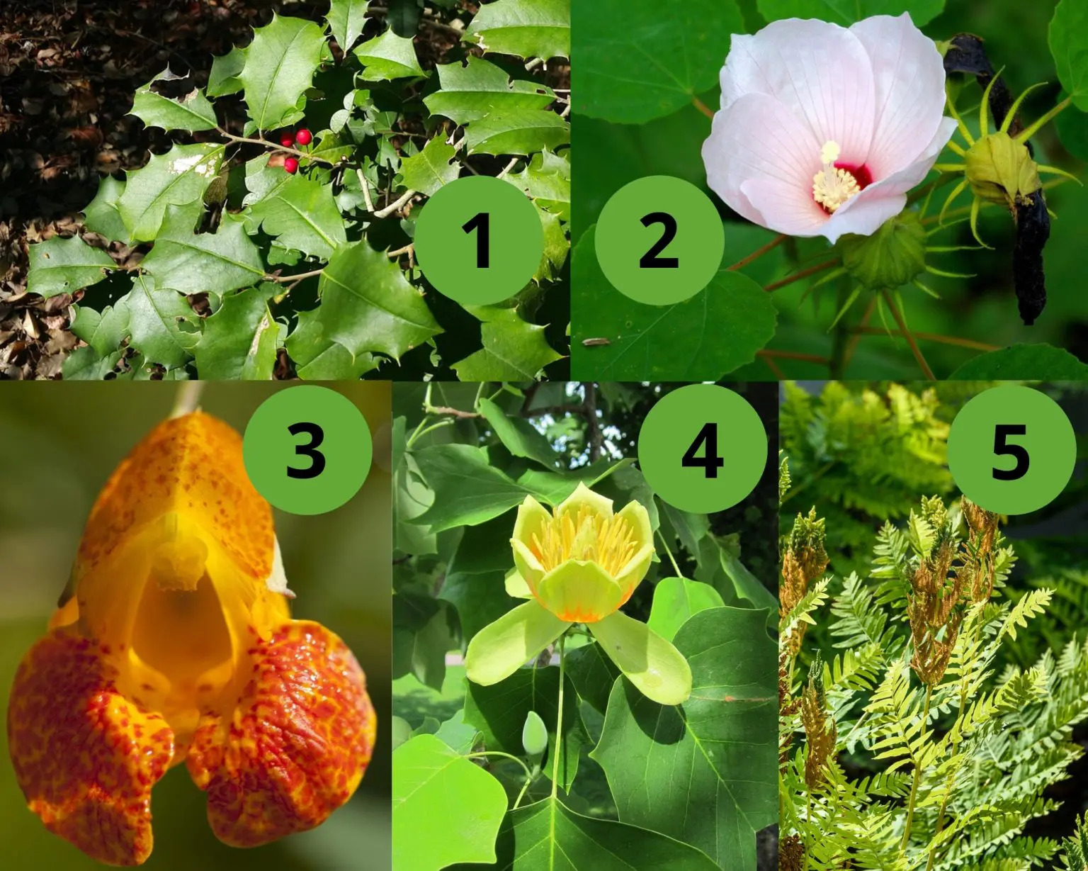 Plants at Croydon Woods