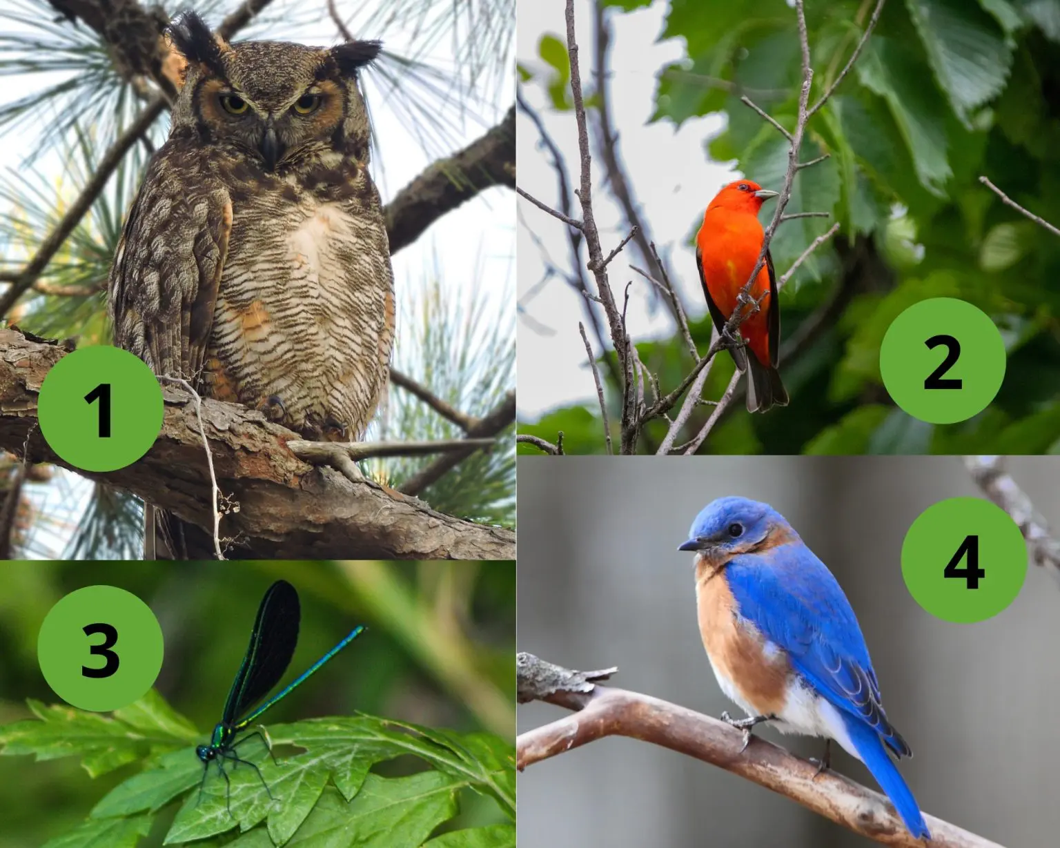 Animals at Croydon Woods