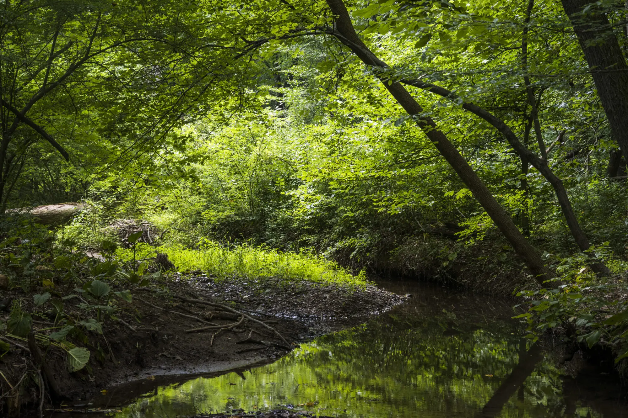 Hart’s Woods Nature Preserve