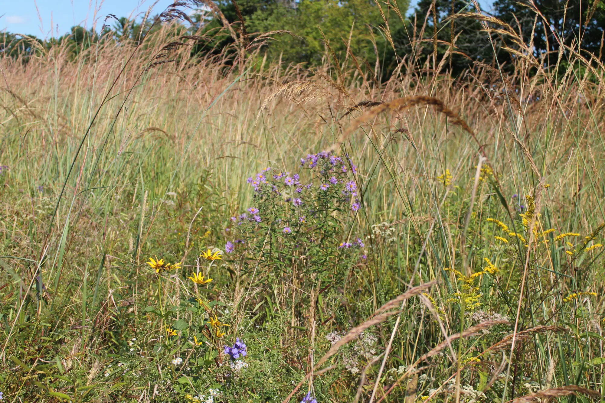 Jackson Pond Meadow_Fall 2021 (5)