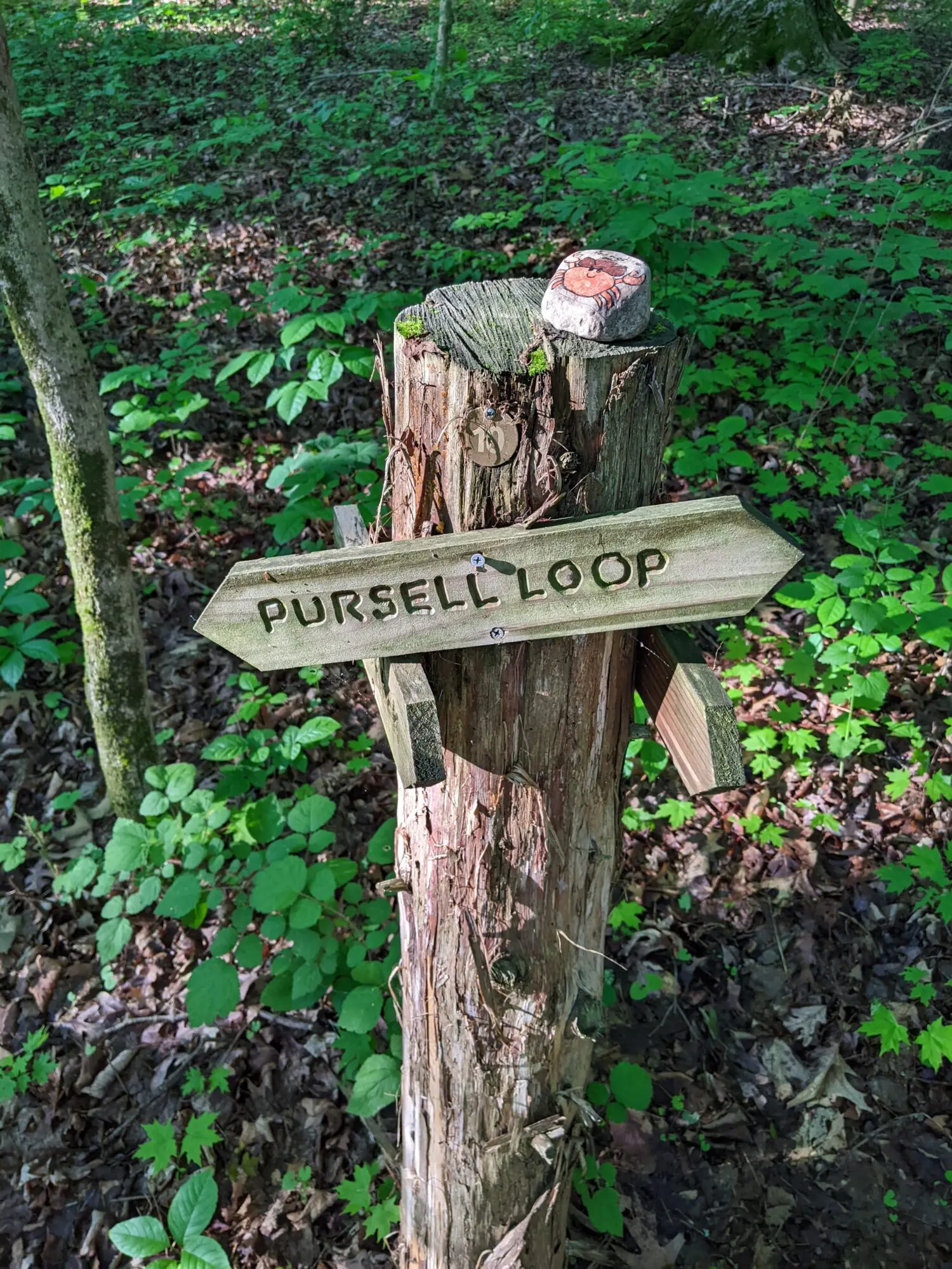 Pursell's Loop trail head