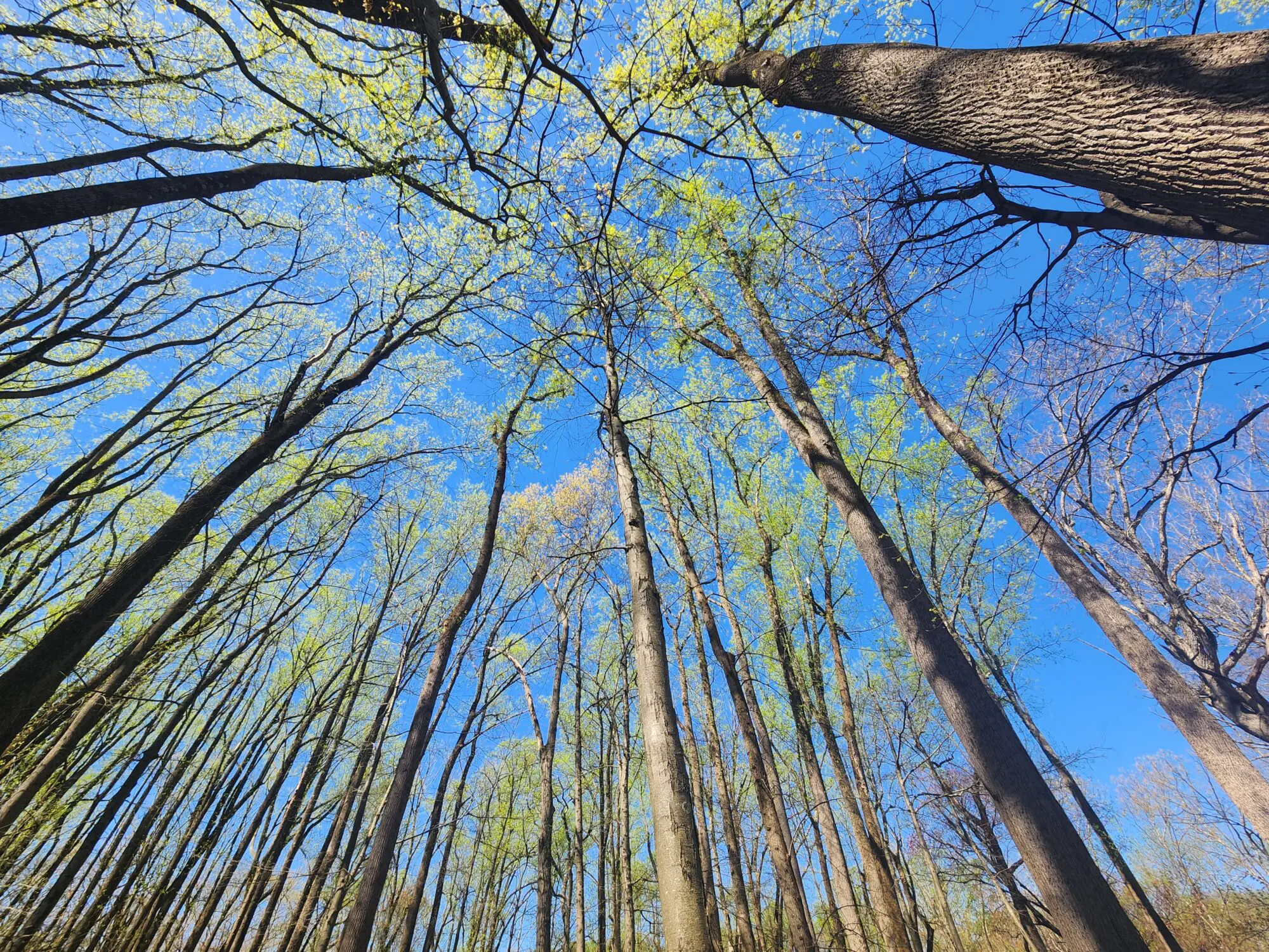 Tulip Poplar trees