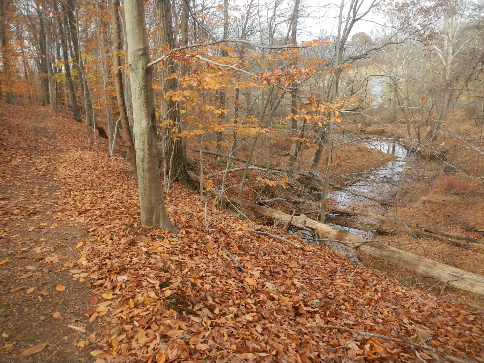 Plantlife at Fuller-Pursell