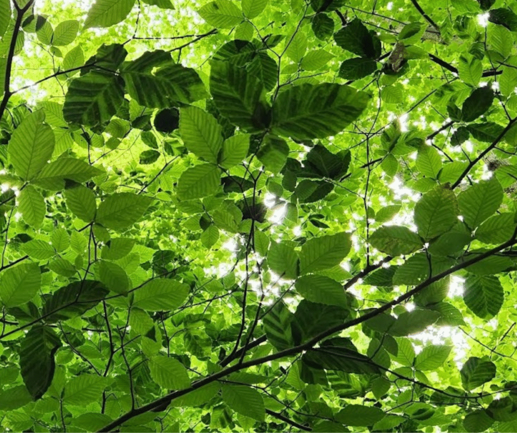 Leaves infected with Beech Leaf Disease (BLD.)