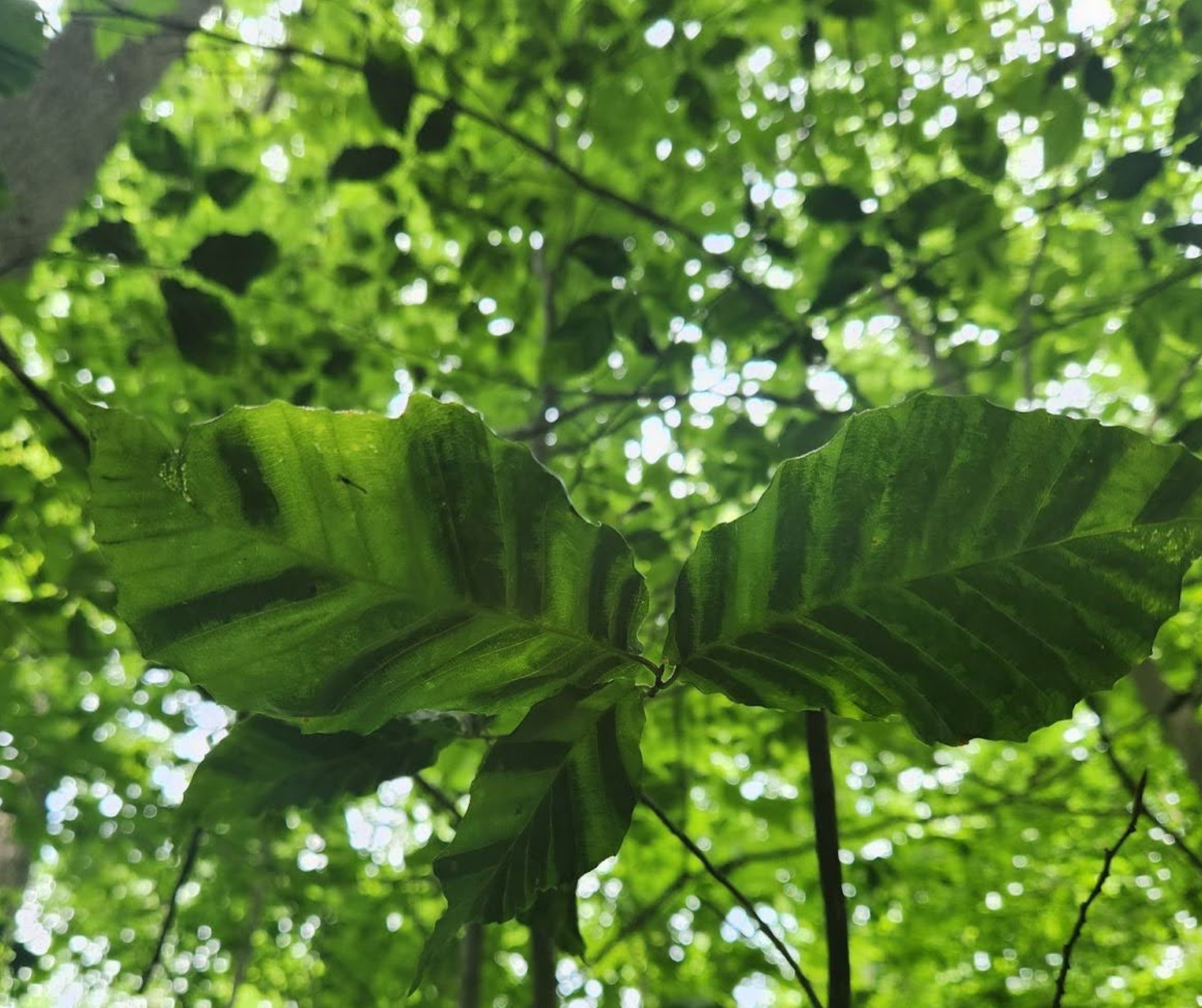 Infected beech leaves will have dark bands or stripes between the lines of the leaf veins. 