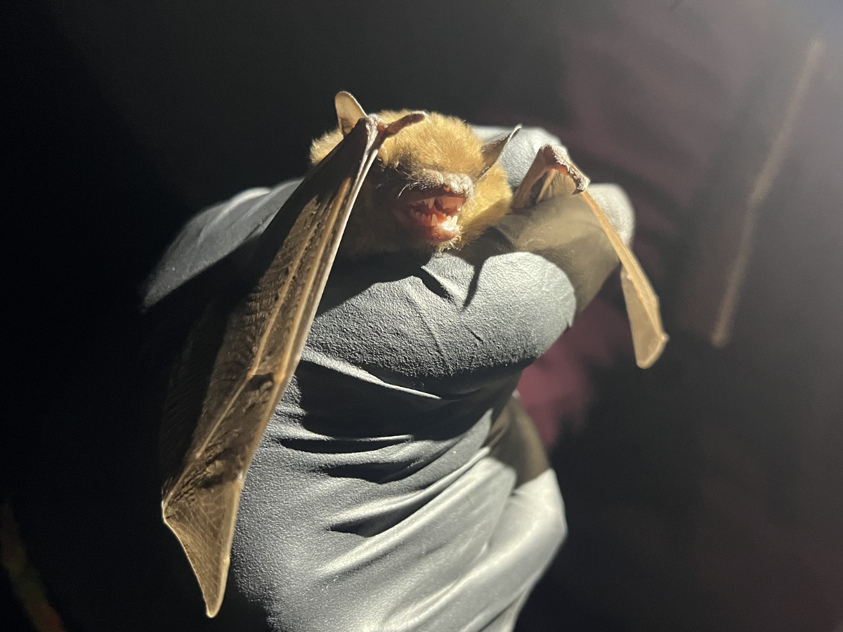 Big Brown Bats from Croydon Bioblitz