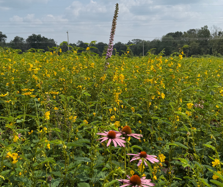 coneflower and partridge pea in meadow