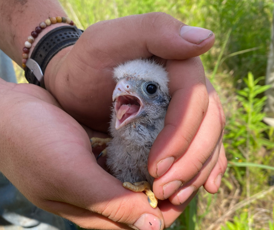 American kestrel chick