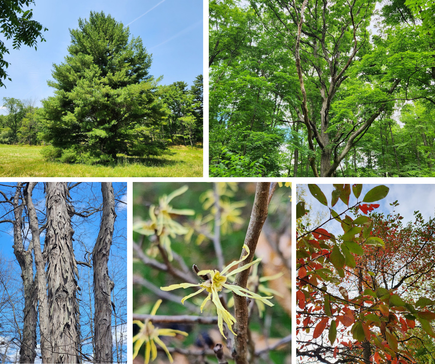 replant with a diversity of native trees: white pine, white oak, shagbark hickory, witch hazel, black gum. 