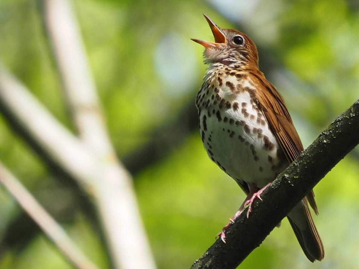 wood thrush. photo by bill kunze