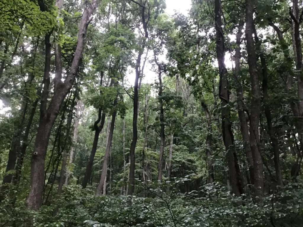 Forest with tall trees