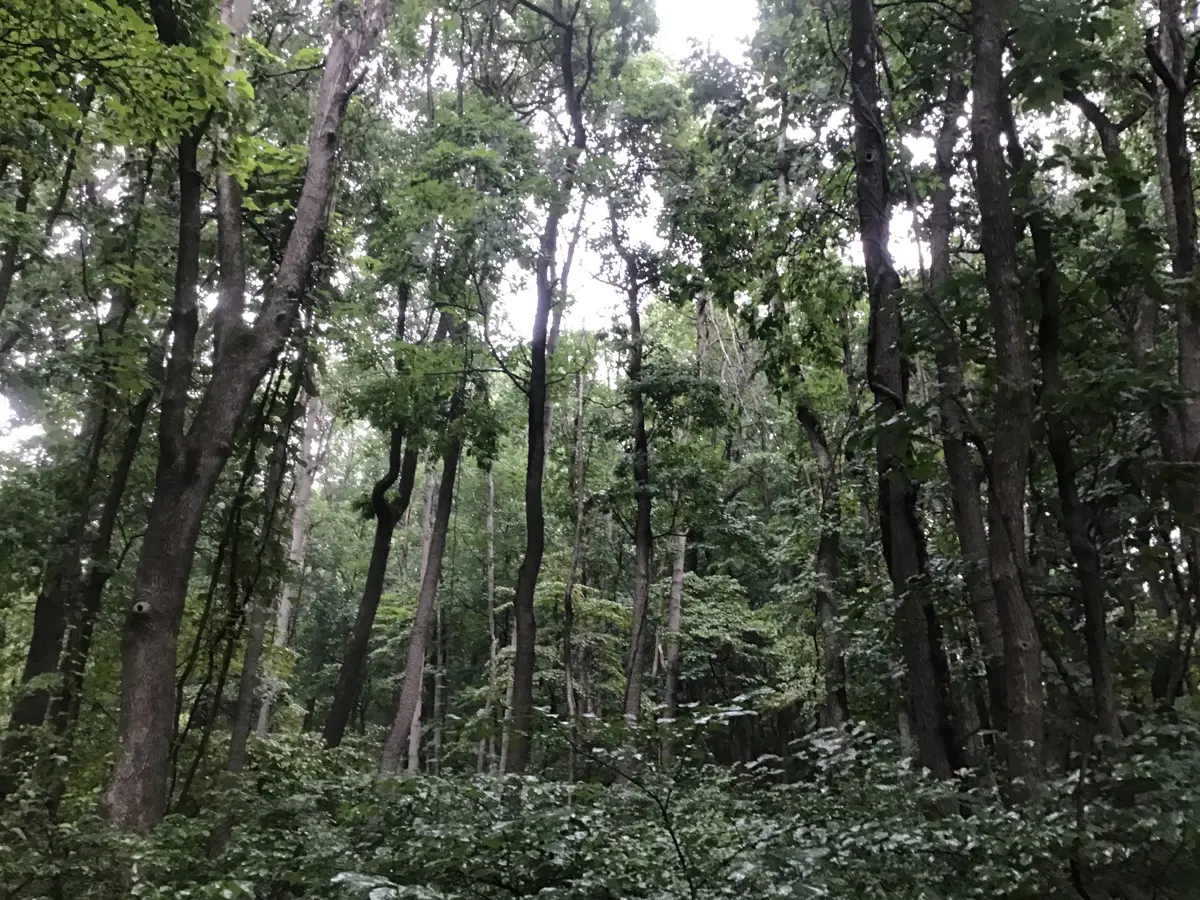 Forest with tall trees