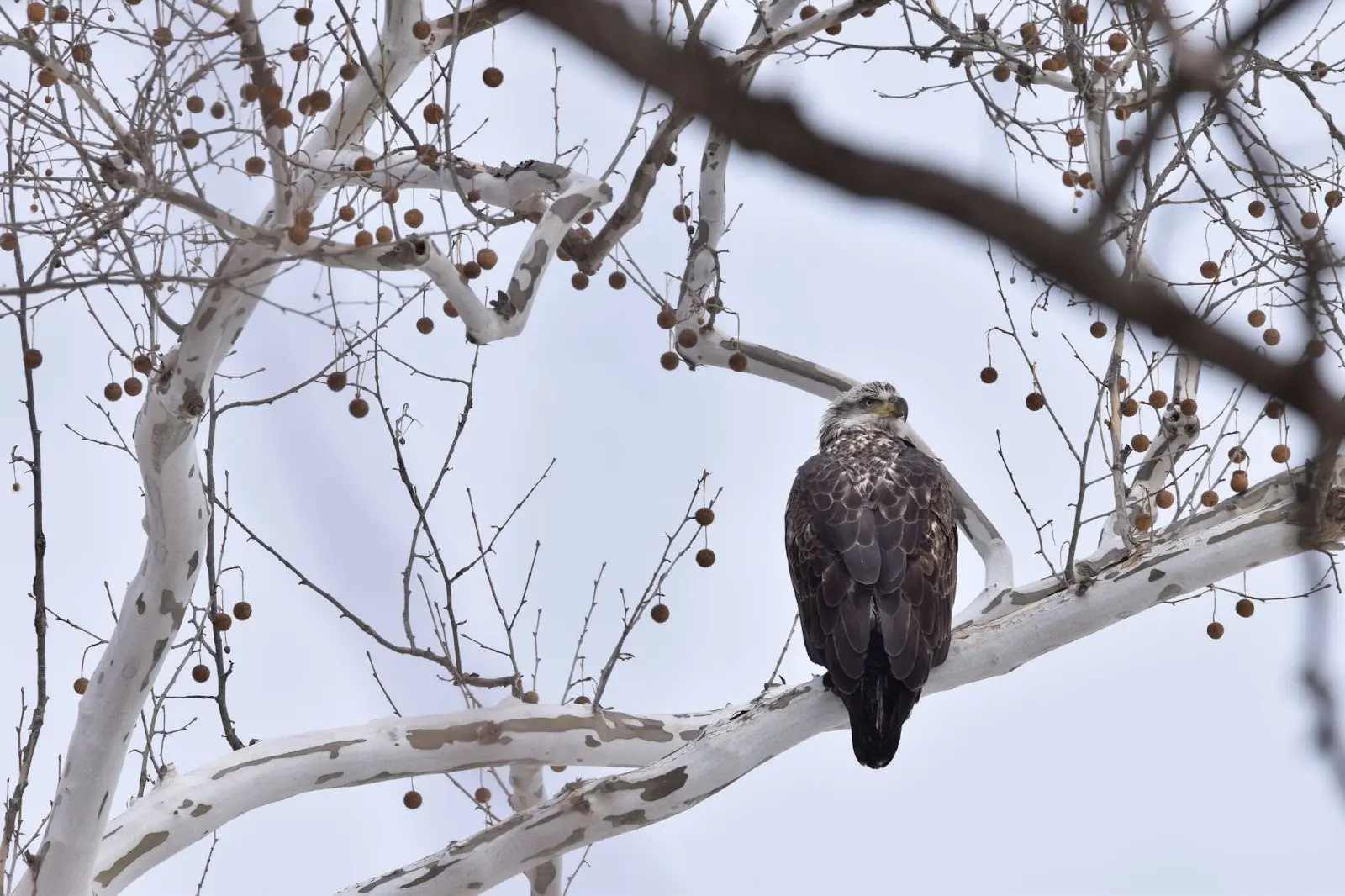bird in sycamore tree