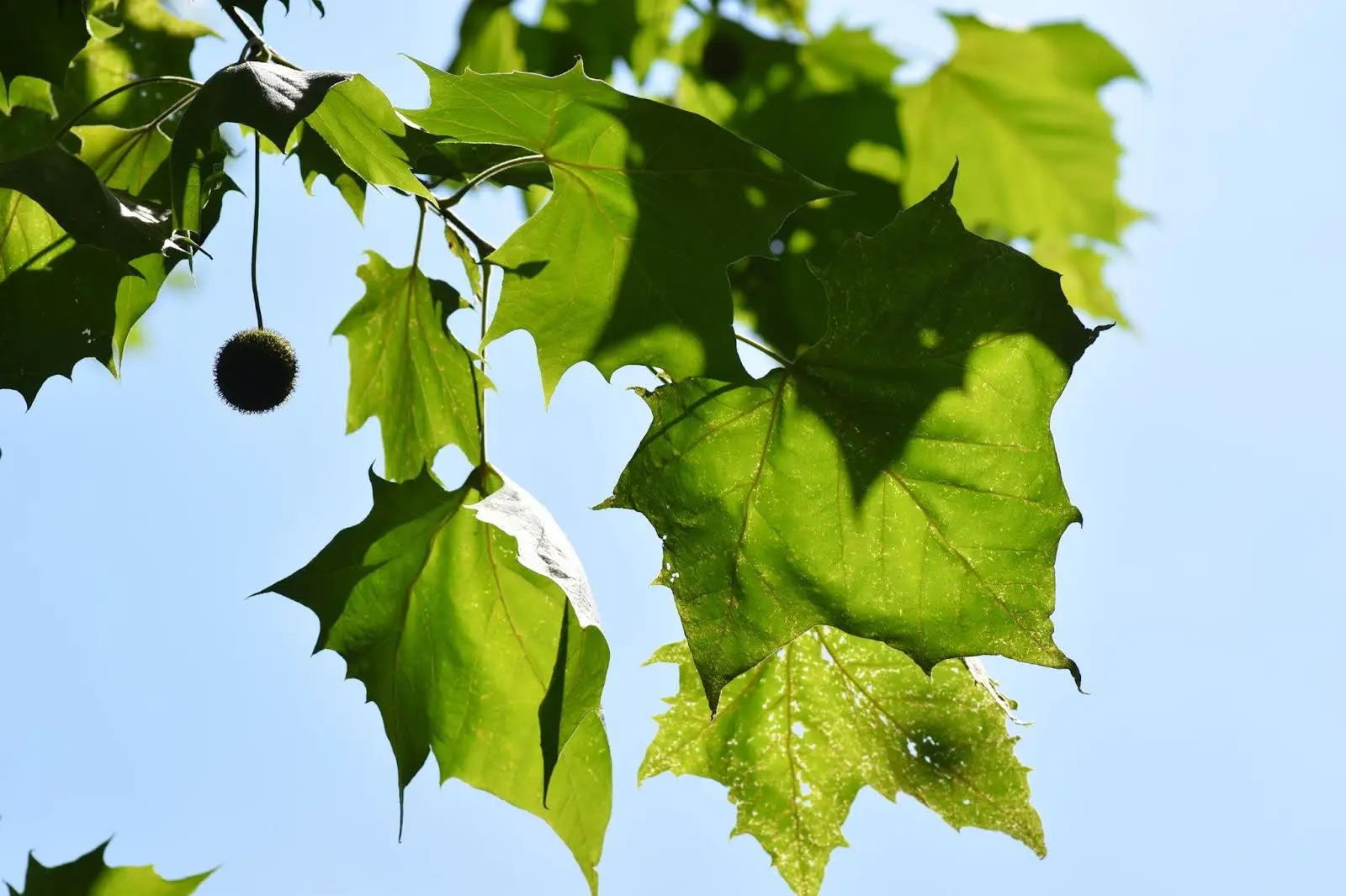 sycamore leaves and fruit