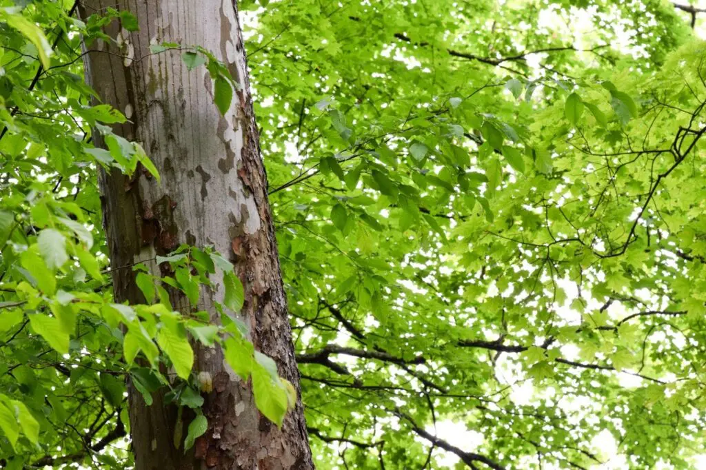 sycamore tree bark and leaves