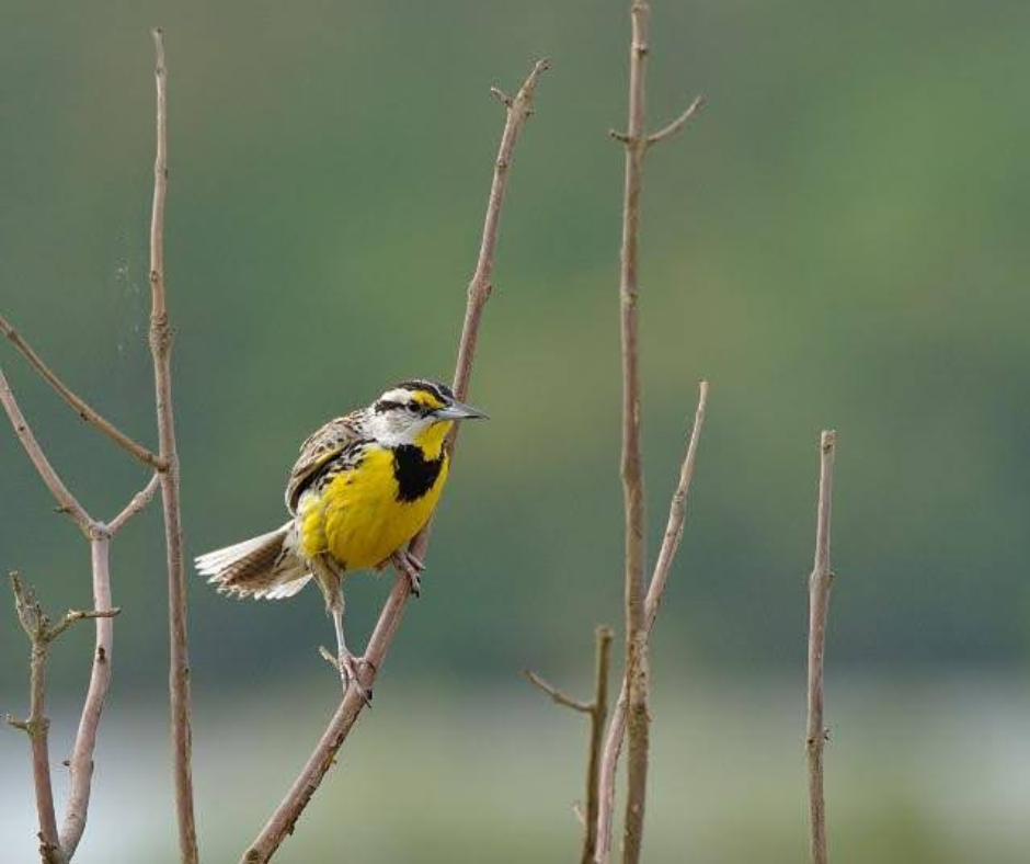 eastern meadowlark
