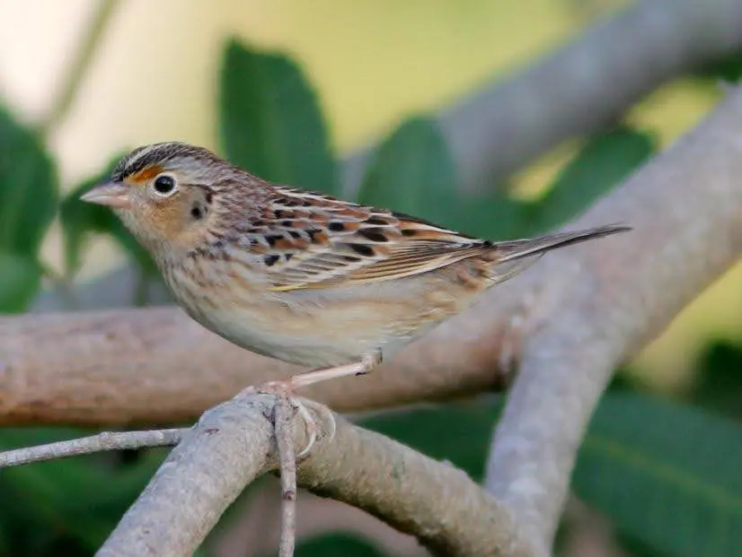 Grasshopper sparrow