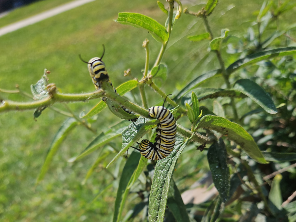 monarch caterpillar on milkweed
