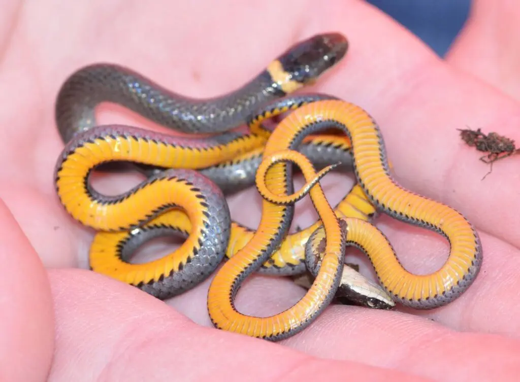 Northern Ringneck Snake belly