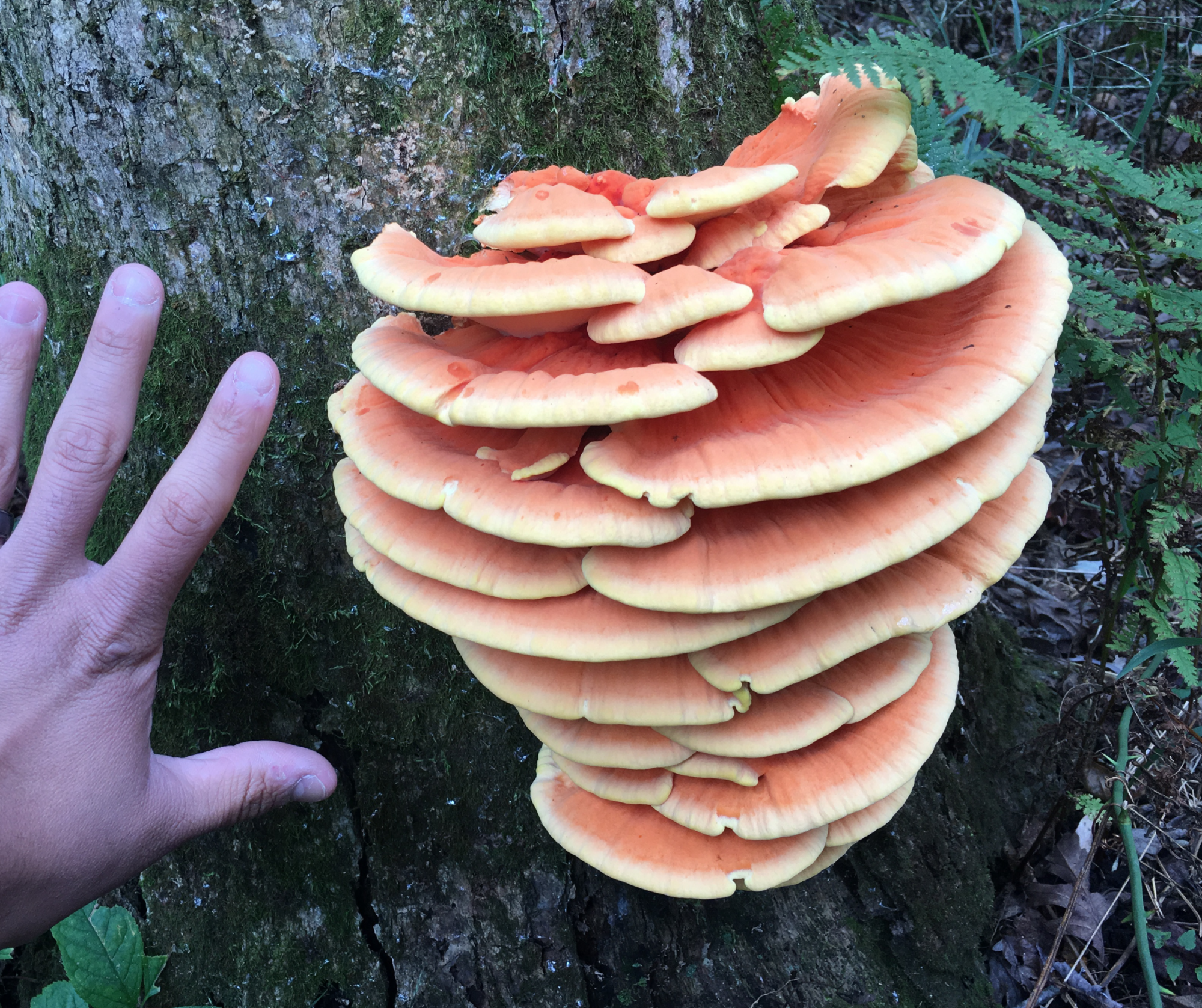 mushroom