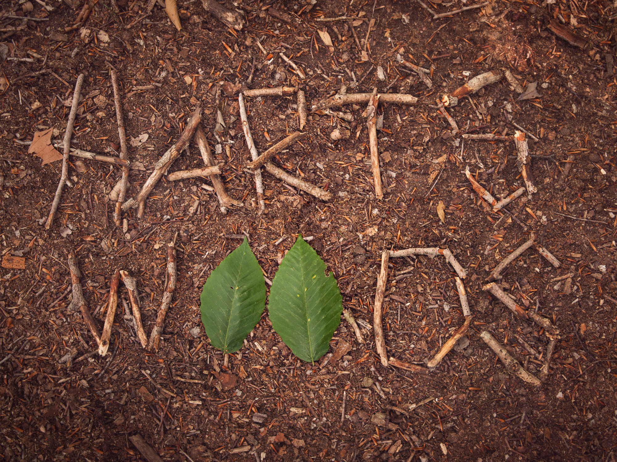 Hart's Woods sign made with twigs and leaves.
