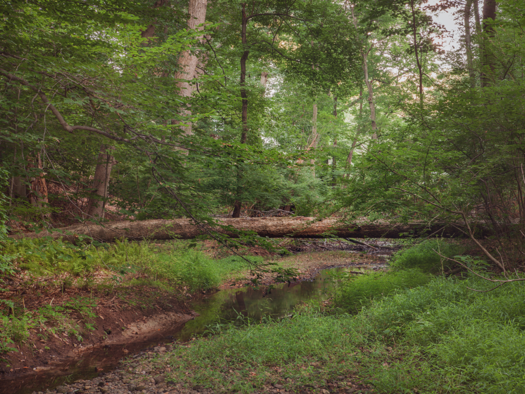 fallen tree at Hart's Woods