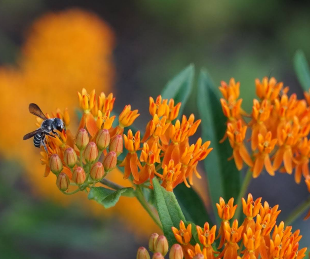 native pollinator