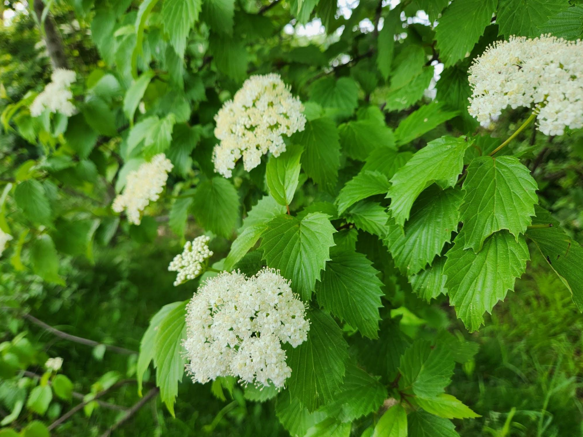 Arrowwood Viburnum (V. dentatum)